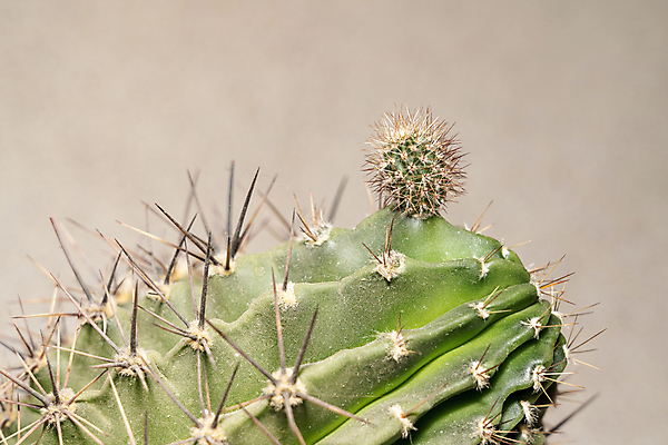포토 JPG 해외이미지 식물 백인 라이프스타일 여자 화분 화초 농업 청소년 자연 탁자 선인장 실내 한명 성인 취미 사람없음 가로 컬러풀 농장 상점 봄 성장 신선 잡기 약초 농부 상추 작음 사회이슈 창고 환경보전 시작 유기농 원예 생물학 먼지 모종 온실 해외포토 서양인 직업 1 웰빙 계절 교육 산업 컬러 가구 컨셉 채소 모션 사람 내부 생활 풀_식물 크기 생태계 파일형식 이미지허브