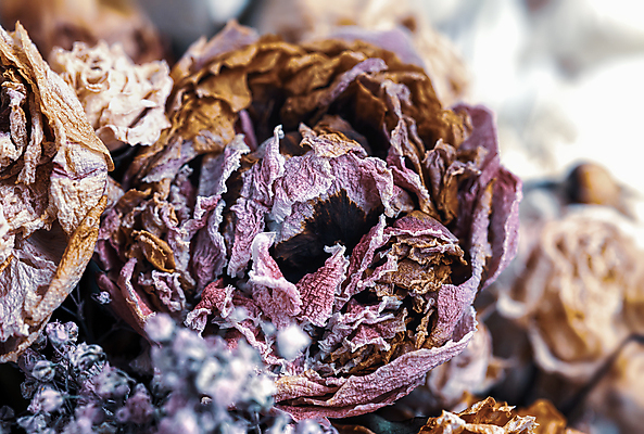 포토 JPG 해외이미지 식물 디자인 꽃잎 꽃 꽃다발 백그라운드 잎 꽃무늬 자연 건조 선물 미술 사람없음 장식 여름 뷰티 장미 노란색 슬픔 수확 골동품 벚꽃 가을 시골 죽음 닫기 심볼 향수 질감 내추럴 구성 옛날 우울감 정물화 스타일 해외포토 계절 감정 컬러 무늬 농업 모션 문화예술 화장품 그림 생태계 파일형식 이미지허브