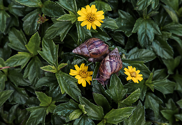 포토 JPG 해외이미지 식물 동물 꽃 야생동물 포즈 백그라운드 잎 꽃무늬 농업 모션 자연 연체동물 안테나 나선형 사람없음 야외 초록색 뷰티 갈색 노란색 어둠 줄무늬 성장 껍질 작음 지루함 달팽이 생물학 느림 내추럴 민달팽이 끈적임 해외포토 교육 감정 산업 컬러 무늬 통신 무척추동물 크기 생태계 파일형식 달팽이_동물 이미지허브