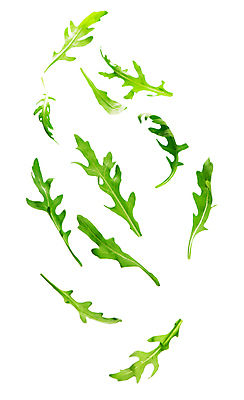 포토 JPG 해외이미지 잎 사람없음 초록색 루꼴라 해외포토 식물 컬러 채소 파일형식 이미지허브