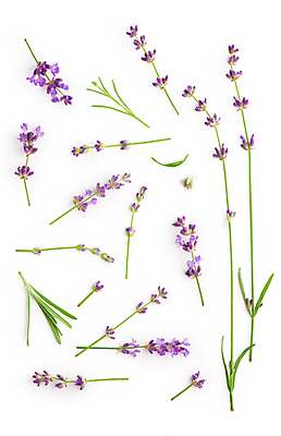 포토 JPG 해외이미지 꽃 실내 사람없음 라벤더 해외포토 식물 내부 허브 파일형식 이미지허브