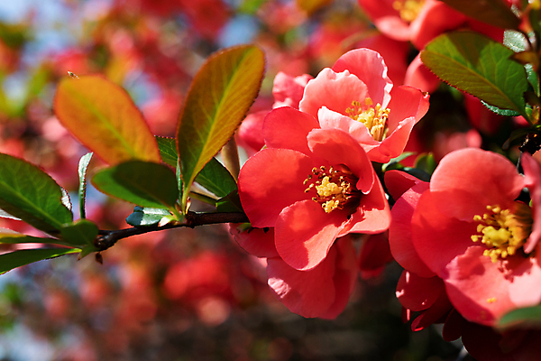 포토 JPG 해외이미지 나무 식물 계절 꽃잎 꽃 분홍색 백그라운드 꽃무늬 자연 벽지 사람없음 야외 장식 빨간색 초록색 햇빛 태양 뷰티 새싹 정원 일본 중국 봄 성장 벚꽃 나뭇가지 개화 닫기 작음 4월 5월 보케 부드러움 강렬 해외포토 자연요소 아시아 컬러 무늬 모션 감각 날짜 크기 생태계 파일형식 이미지허브
