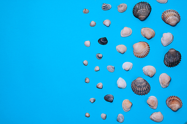 포토 JPG 해외이미지 스튜디오촬영 사람없음 다양 조개껍데기 오브젝트 많음 카피스페이스 해외포토 다수 컨셉 조개 실내 공백 파일형식 이미지허브 이미지허브