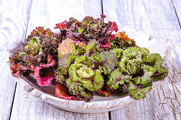 포토 JPG 해외이미지 계절 꽃 음식 잎 다이어트 채소 건강 종류 사람없음 빨간색 초록색 약 장미 새싹 주방 봄 샐러드 수확 신선 농부 다발 허브 제비꽃 속도 유기농 양배추 날것 내추럴 식품점 채식주의자 케일 개조 해외포토 식물 직업 웰빙 컬러 농업 의학 상점 채식 파일형식 이미지허브
