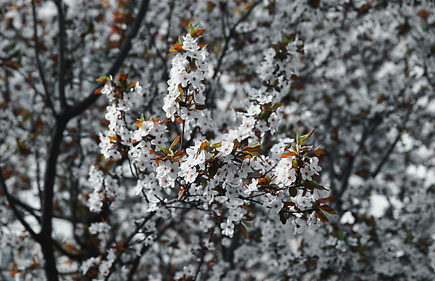 포토 JPG 해외이미지 나무 식물 계절 꽃잎 꽃 백그라운드 꽃무늬 자연 하늘 새로움 사람없음 야외 초록색 뷰티 정원 맑음 봄 성장 벚꽃 흰색 나뭇가지 신선 개화 체리 4월 원예 내추럴 해외포토 컬러 컨셉 무늬 과일 날씨 취미 날짜 생태계 파일형식 이미지허브