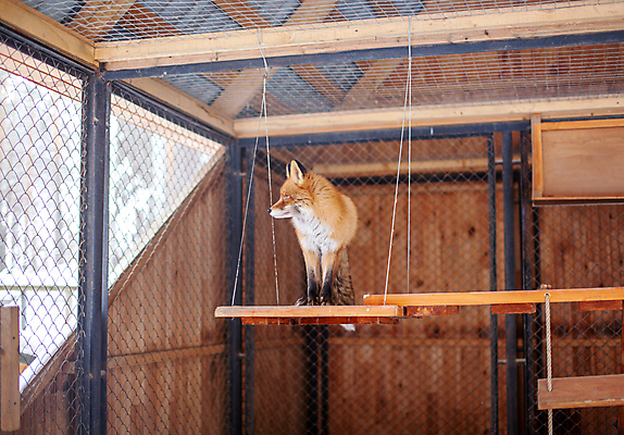 포토 JPG 해외이미지 한마리 야생동물 실내 사람없음 여우 사육장 해외포토 동물 1 포유류 내부 파일형식 이미지허브