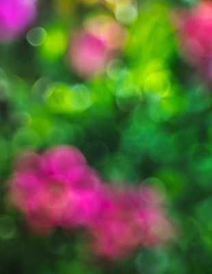 포토 JPG 해외이미지 식물 디자인 계절 꽃 백그라운드 컨셉 잎 꽃무늬 밭 자연 벽지 추상 미술 사람없음 야외 초록색 빛 컬러풀 햇빛 태양 뷰티 우주 환경 정원 맑음 봄 흰색 신선 신용카드 소프트포커스 보케 부드러움 블러 해외포토 자연요소 컬러 무늬 농업 날씨 문화예술 촬영기법 금융 감각 생태계 파일형식 이미지허브