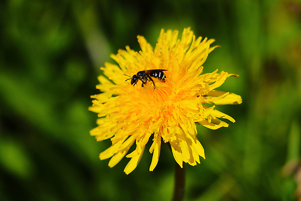 포토 JPG 해외이미지 식물 동물 계절 꽃잎 꽃 백그라운드 잎 꽃무늬 밭 자연 잔디 사람없음 야외 초록색 파란색 빛 컬러풀 햇빛 태양 뷰티 노란색 환경 정원 맑음 봄 벚꽃 시골 신선 개화 민들레 땅 장면 내추럴 수평선 해외포토 자연요소 컬러 무늬 농업 날씨 생태계 파일형식 이미지허브