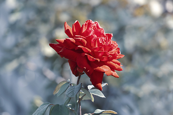 포토 JPG 해외이미지 계절 꽃 꽃무늬 자연 하늘 산 사람없음 야외 빨간색 초록색 파란색 햇빛 장미 노란색 우주 정원 맑음 벚꽃 소나무 숲 관목 언덕 침엽수 천국 깊이 선로 우크라이나 해외포토 나무 식물 유럽 컬러 무늬 날씨 태양 생태계 파일형식 이미지허브