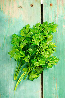 포토 JPG 해외이미지 잎 채소 파슬리 사람없음 초록색 허브 초록배경 나무배경 해외포토 식물 컬러 백그라운드 파일형식 이미지허브