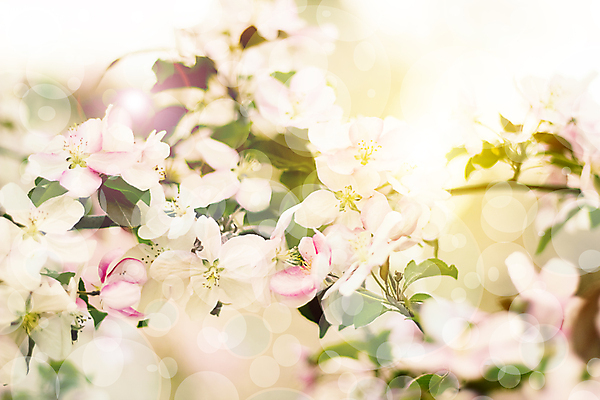 포토 JPG 해외이미지 나무 식물 계절 공원 꽃잎 꽃 분홍색 백그라운드 잎 꽃무늬 자연 아침 사람없음 야외 장식 빨간색 초록색 뷰티 새싹 정원 봄 벚꽃 나뭇가지 신선 개화 체리 사과 5월 꽃집 냄새 부드러움 내추럴 꽃수술 해외포토 주간 공공시설 컬러 무늬 과일 상점 감각 날짜 생태계 파일형식 이미지허브