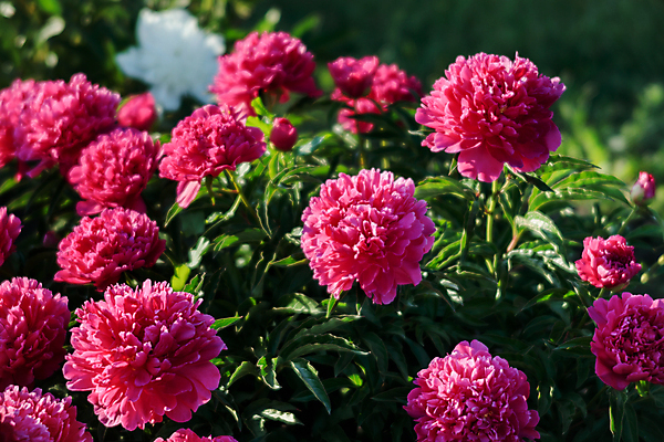 포토 JPG 해외이미지 식물 디자인 꽃잎 꽃 분홍색 백그라운드 잎 꽃무늬 자연 추상 사람없음 빨간색 초록색 빛 컬러풀 태양 뷰티 장미 정원 봄 벚꽃 흰색 신선 신용카드 개화 닫기 큼 원예 질감 부드러움 작약 해외포토 자연요소 계절 컬러 무늬 모션 취미 금융 감각 크기 생태계 파일형식 이미지허브