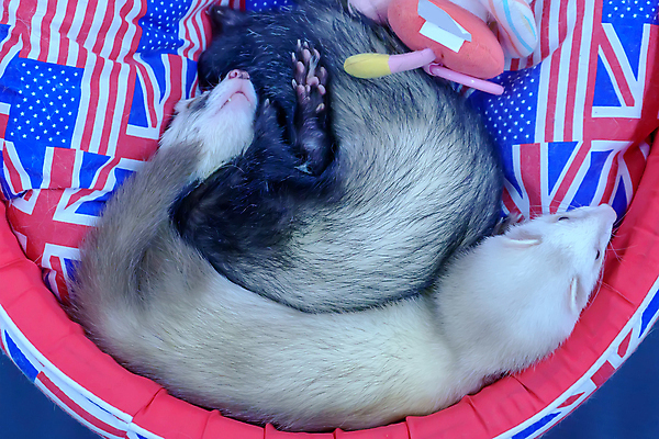 포토 JPG 해외이미지 동물 여자 얼굴 포즈 포유류 휴식 털 따뜻함 앉기 사람없음 반려동물 뷰티 귀여움 흰색 잠 육식동물 팔 거짓말 해외포토 컬러 컨셉 모션 사람 신체부위 파일형식 이미지허브