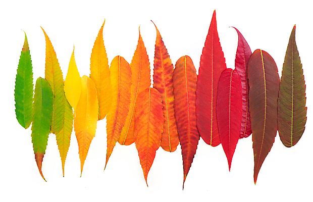 포토 JPG 해외이미지 단풍 낙엽 사람없음 컬러풀 오브젝트 해외포토 컬러 잎 파일형식 이미지허브