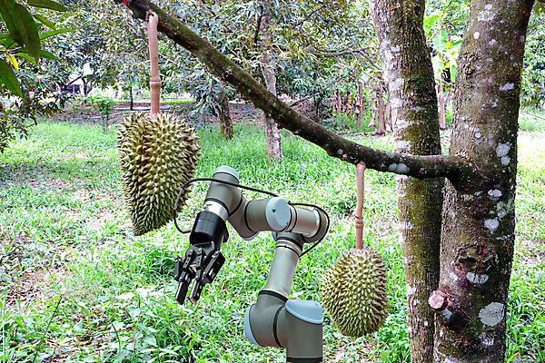 포토 JPG 해외이미지 나무 식물 계절 산업 아시아 음식 백그라운드 컨셉 농업 과일 태국 자연 노동자 새로움 아이디어 동양인 사람없음 야외 초록색 농장 정원 기계 흙 수확 신선 엔지니어 달콤 맛 농부 스마트 로봇 유기농 날것 혁명 땅바닥 밭일 인공 자동 자동화 지능 획기적 AI_인공지능 해외포토 직업 웰빙 나라 컬러 바닥 인종 기술자 생태계 파일형식 이미지허브