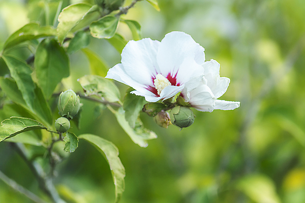 포토 JPG 해외이미지 식물 디자인 꽃 컨셉 꽃무늬 자연 벽지 추상 사람없음 장식 초록색 물 컬러풀 뷰티 노란색 정원 봄 벚꽃 흰색 나뭇가지 신선 개화 하와이 보케 아로마 부드러움 내추럴 스타일 해외포토 자연요소 나무 계절 컬러 무늬 미국 감각 생태계 파일형식 이미지허브