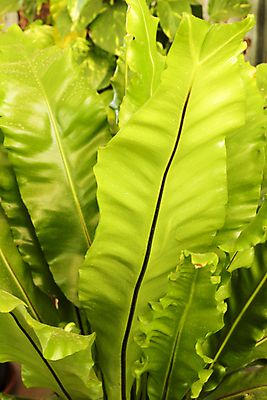 포토 JPG 해외이미지 나무 식물 아시아 줄기 백그라운드 잎 채소 자연 조류 사람없음 초록색 물 뷰티 환경 정원 희망 젖음 들꽃 성장 신선 둥지 숲 큼 그늘 웨이브 하와이 까마귀 정맥 내추럴 양치류 이국적 해외포토 자연요소 동물 꽃 감정 나라 컬러 미국 크기 생태계 혈관 파일형식 이미지허브