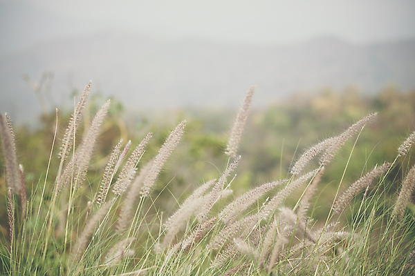 포토 JPG 해외이미지 식물 꽃 밭 자연 산 사람없음 야외 정원 언덕 해외포토 농업 생태계 파일형식 이미지허브