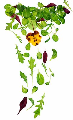 포토 JPG 해외이미지 잎 채소 사람없음 초록색 상추 루꼴라 섞기 식용꽃 해외포토 식물 음식 컬러 파일형식 이미지허브