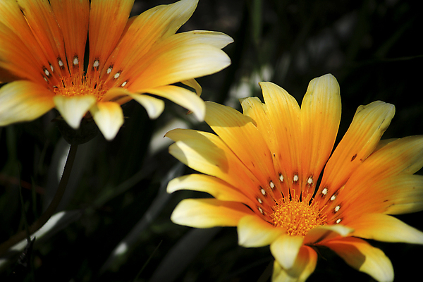 포토 JPG 해외이미지 식물 계절 공원 꽃잎 꽃 백그라운드 꽃무늬 아프리카 자연 해바라기 국화 따뜻함 사람없음 야외 장식 빨간색 초록색 물 컬러풀 햇빛 태양 갈색 노란색 정원 봄 줄무늬 벚꽃 막대기 황금 신장 관목 원예 데이지 꽃가루 잡종 원예사 해외포토 자연요소 나무 직업 공공시설 나라 컬러 무늬 취미 비뇨기관 가루 생태계 파일형식 이미지허브