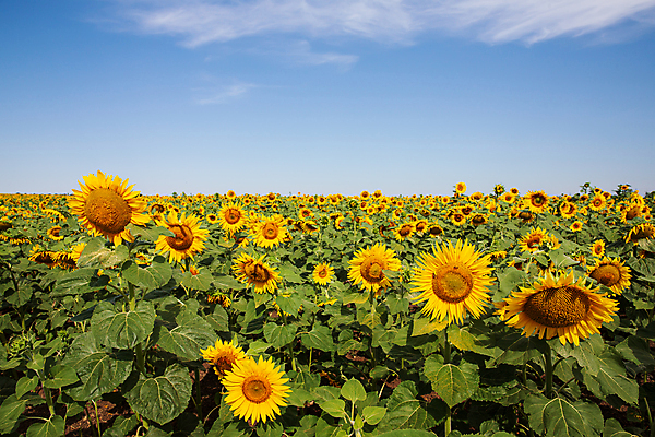포토 JPG 해외이미지 주간 꽃밭 하늘 해바라기 풍경 사람없음 야외 여름 해외포토 자연요소 계절 꽃 파일형식 이미지허브