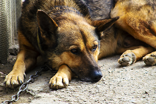 포토 JPG 해외이미지 주간 응시 입벌림 사람없음 야외 반려동물 사발 개 강아지 묶기 사냥개 부스 기르기 법정 복종 셰퍼드 혼자 해외포토 자연요소 동물 시선 포유류 모션 표정 사기그릇 돌봄 파일형식 이미지허브