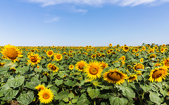 포토 JPG 해외이미지 주간 꽃밭 하늘 해바라기 풍경 사람없음 야외 여름 해외포토 자연요소 계절 꽃 파일형식 이미지허브