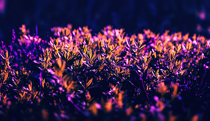 포토 JPG 해외이미지 식물 디자인 분홍색 백그라운드 컨셉 잎 자연 추상 사람없음 장식 파란색 빛 뷰티 유행 환경 보라색 봄 활발 신선 제비꽃 묘사 질감 네온 내추럴 해외포토 계절 꽃 컬러 무늬 생태계 파일형식 이미지허브