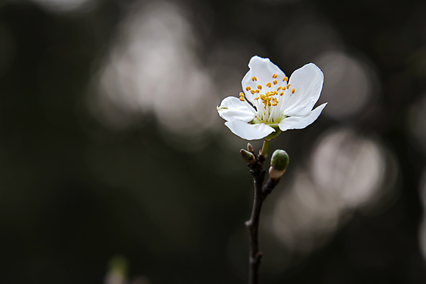 포토 JPG 해외이미지 근접촬영 사람없음 야외 아웃포커스 벚꽃 나뭇가지 벚나무 꽃봉오리 꽃수술 해외포토 나무 꽃 뷰포인트 촬영기법 파일형식 이미지허브