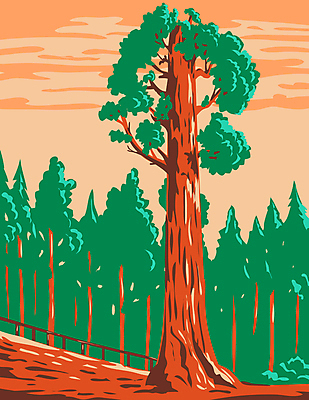 JPG 해외이미지 나무 일러스트 국립공원 사람없음 그림 캘리포니아 카툰스타일 해외일러스트 식물 공원 미국 파일형식 이미지허브