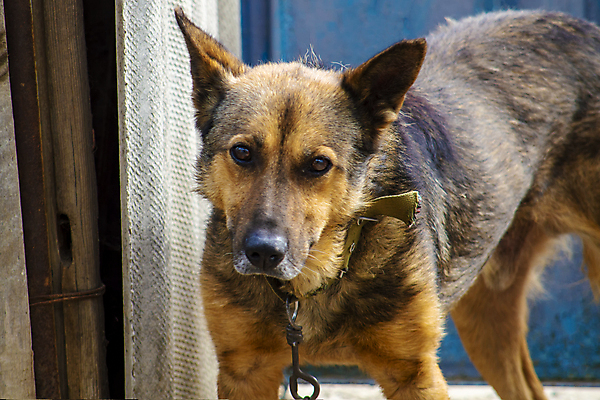 포토 JPG 해외이미지 주간 응시 입벌림 사람없음 야외 반려동물 사발 개 강아지 묶기 사냥개 부스 기르기 법정 복종 셰퍼드 혼자 해외포토 자연요소 동물 시선 포유류 모션 표정 사기그릇 돌봄 파일형식 이미지허브