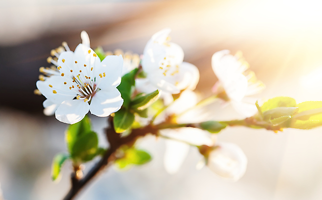 포토 JPG 해외이미지 나무 식물 계절 꽃잎 꽃 백그라운드 꽃무늬 자연 하늘 사람없음 야외 장식 초록색 빛 햇빛 태양 뷰티 우주 정원 맑음 봄 벚꽃 광선 흰색 나뭇가지 신선 개화 체리 사과 4월 묘사 원예 내추럴 해외포토 자연요소 컬러 무늬 과일 날씨 취미 날짜 생태계 파일형식 이미지허브