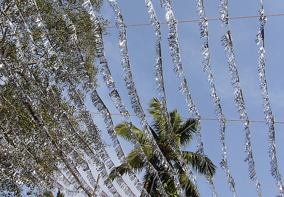 포토 JPG 해외이미지 나무 식물 종류 손바닥 사람없음 목재 야자수 다양 티켓 숲 서식지 삼림지대 수목 해외포토 손 다수 재료 파일형식 이미지허브