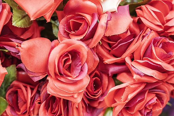 포토 JPG 해외이미지 식물 디자인 꽃잎 꽃 분홍색 꽃다발 결혼 백그라운드 꽃무늬 패턴 자연 벽지 추상 발렌타인데이 선물 사랑 미술 사람없음 장식 빨간색 초록색 컬러풀 뷰티 장미 정원 벚꽃 흰색 축하 신선 생일 개화 다발 배열 질감 내추럴 거짓 인공 해외포토 기념일 감정 컬러 컨셉 무늬 데이이벤트 문화예술 이벤트 생태계 파일형식 이미지허브