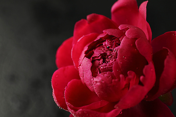 포토 JPG 해외이미지 식물 기념일 꽃잎 꽃 분홍색 꽃다발 결혼 백그라운드 꽃무늬 패턴 자연 벽지 선물 사랑 사람없음 장식 빛 뷰티 머리 우주 정원 보라색 봄 젖음 수확 벚꽃 물방울 축하 신선 생일 날짜 우아함 질감 부드러움 작약 해외포토 계절 감정 컬러 컨셉 무늬 농업 이벤트 신체부위 감각 생태계 파일형식 이미지허브