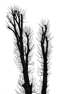 포토 JPG 해외이미지 나무 식물 디자인 계절 공원 실루엣 백그라운드 잎 겨울 패턴 자연 벽지 하늘 추상 건조 흑백 미술 사람없음 야외 목재 장식 뷰티 우주 환경 검은색 봄 흰색 나뭇가지 죽음 질감 내추럴 고립 벌거벗은 엘리먼트 해외포토 공공시설 컬러 무늬 재료 문화예술 촬영기법 생태계 파일형식 이미지허브