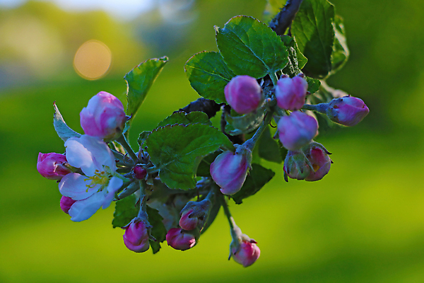 포토 JPG 해외이미지 나무 식물 계절 꽃잎 꽃 음식 분홍색 백그라운드 잎 꽃무늬 패턴 과일 자연 하늘 새로움 사람없음 야외 장식 초록색 여름 뷰티 정원 맑음 봄 성장 벚꽃 게 흰색 나뭇가지 시골 신선 개화 사과 과수원 5월 묘사 원예 내추럴 꽃수술 해외포토 컬러 컨셉 무늬 농업 날씨 갑각류 취미 날짜 생태계 파일형식 이미지허브