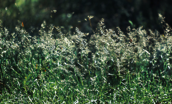 포토 JPG 해외이미지 식물 백그라운드 잎 밭 자연 벽지 씨앗 사람없음 야외 빛 환경 정원 봄 시골 닫기 소프트포커스 밀 질감 장면 부드러움 내추럴 블러 해외포토 계절 농업 모션 곡류 촬영기법 감각 생태계 파일형식 이미지허브