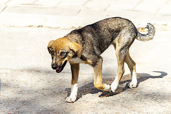 포토 JPG 해외이미지 동물 행복 얼굴 백그라운드 포유류 자연 놀이 바닥 털 사랑 앉기 사람없음 여름 반려동물 달리기 갈색 귀여움 기차 잠 개 달콤 강아지 작음 위치 송곳니 거짓말 경보 공격적 기르기 해외포토 계절 감정 육상교통 컬러 컨셉 모션 대중교통 신체부위 맛 치아 크기 생태계 돌봄 파일형식 이미지허브