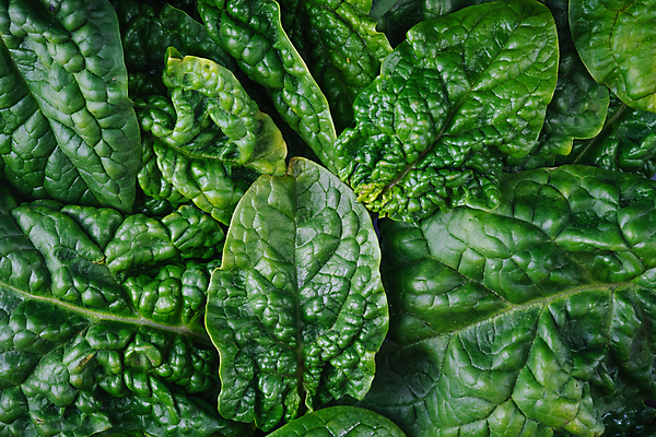 포토 JPG 해외이미지 식물 음식 백그라운드 잎 농업 다이어트 채소 재료 자연 건강 사람없음 초록색 저녁식사 샐러드 신선 정상 상추 먹기 상쾌 유기농 질감 날것 시금치 흙더미 채식주의자 비건음식 해외포토 웰빙 감정 산업 컬러 모션 식사 흙 생태계 채식 파일형식 더미 비건 이미지허브