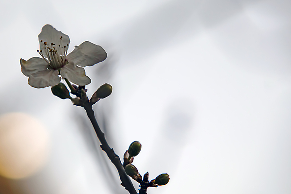 포토 JPG 해외이미지 근접촬영 사람없음 야외 아웃포커스 벚꽃 나뭇가지 벚나무 꽃봉오리 꽃수술 해외포토 나무 꽃 뷰포인트 촬영기법 파일형식 이미지허브