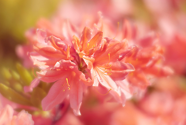 포토 JPG 해외이미지 식물 계절 공원 꽃 분홍색 백그라운드 꽃무늬 패턴 자연 사람없음 야외 여름 컬러풀 햇빛 뷰티 정원 봄 활발 벚꽃 나뭇가지 신선 개화 그룹 5월 진달래 관목 묘사 내추럴 해외포토 나무 공공시설 컬러 컨셉 무늬 태양 날짜 생태계 파일형식 이미지허브