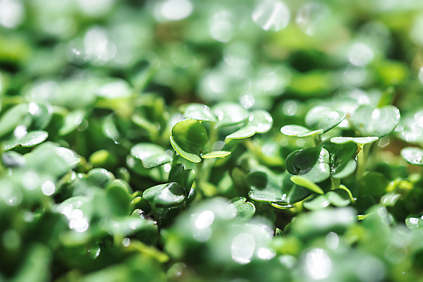 포토 JPG 해외이미지 식물 음식 백그라운드 컨셉 잎 농업 다이어트 채소 재료 자연 건강 사람없음 초록색 정원 샐러드 성장 아기 신선 에코 유기농 날것 건강식 내추럴 루꼴라 모종 바이오 채식주의자 그리너리 슈퍼푸드 비건 해외포토 웰빙 산업 컬러 사람 환경 생태계 채식 건강식품 파일형식 트랜드컬러 이미지허브