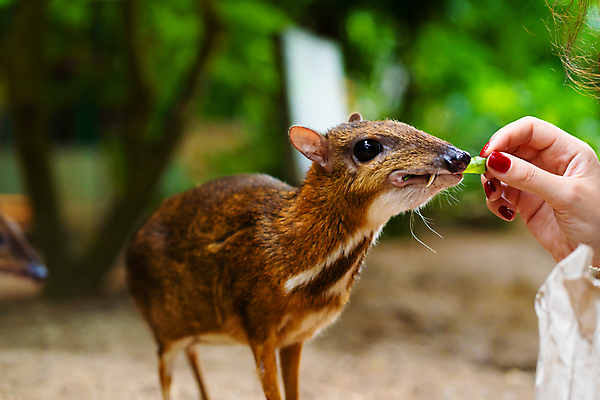 포토 JPG 해외이미지 동물 계절 공원 여자 남자 아시아 야생동물 백그라운드 포유류 태국 자연 사슴 털 뿔 동물원 동양인 사람없음 야외 초록색 반사 갈색 흰색 황무지 쥐 숲 작음 열대우림 사파리 싱글 꼬리 사냥 내추럴 경보 삼림지대 전국 해외포토 공공시설 나라 컬러 사람 인종 설치류 크기 생태계 파일형식 이미지허브
