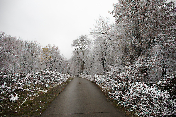 포토 JPG 해외이미지 나무 도로 겨울 자연 사람없음 야외 눈 가로수 해외포토 자연요소 식물 계절 길 교통시설 날씨 생태계 파일형식 이미지허브