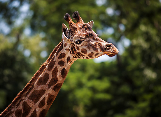 포토 JPG 해외이미지 동물 1 얼굴 야생동물 오렌지 포유류 아프리카 자연 털 뿔 동물원 사람없음 야외 갈색 머리 입 기린 사파리 싱글 코 해외포토 나라 컬러 과일 신체부위 생태계 파일형식 이미지허브