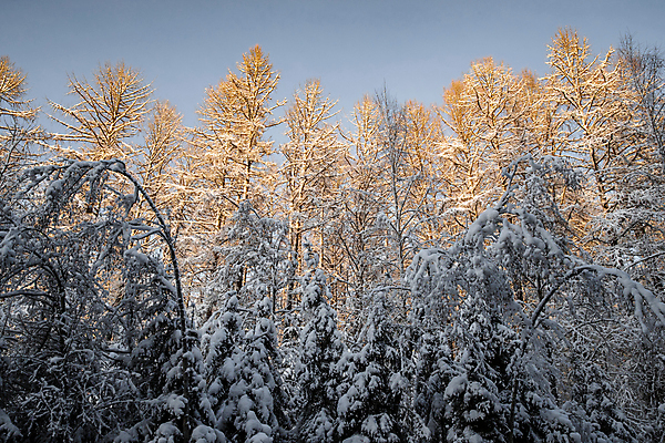 포토 JPG 해외이미지 나무 계절 공원 줄기 백그라운드 겨울 자연 하늘 아침 휴가 불꽃 풍경 사람없음 야외 목재 파란색 빛 햇빛 맑음 냉동 얼음 추위 가을 흰색 나뭇가지 소나무 숲 가루 서리 러시아 침엽수 내추럴 벌거벗은 폭설 눈내림 겨울풍경 해외포토 주간 자연요소 식물 공공시설 유럽 컬러 재료 불 날씨 눈_날씨 태양 자연재해 생태계 파일형식 이미지허브
