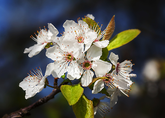 포토 JPG 해외이미지 주간 꽃잎 사람없음 야외 봄 벚꽃 개화 해외포토 자연요소 계절 꽃 파일형식 이미지허브