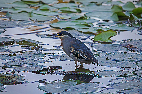 포토 JPG 해외이미지 동물 공원 야생동물 여행 곤충 아프리카 자연 조류 사람없음 야외 초록색 물 강 환경 침묵 연못 기다림 보호 습지 작음 댐 왜가리 사파리 깃털 사냥 서식지 석호 남아프리카 동물상 생태학 인내 해외포토 자연요소 공공시설 교육 나라 컬러 컨셉 모션 조형물 소리 크기 생태계 파일형식 이미지허브