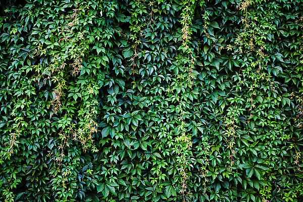 포토 JPG 해외이미지 식물 벽 백그라운드 잎 패턴 건축양식 자연 포도 표면 추상 벽돌 주택 사람없음 야외 건물 장식 초록색 정원 가을 덩굴 건축가 관목 질감 벽돌담 아이비 내추럴 옛날 많음 해외포토 나무 직업 건축물 계절 건축 컬러 컨셉 무늬 과일 담장 생태계 파일형식 이미지허브